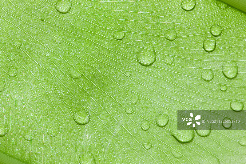 绿叶和水滴图案图片素材