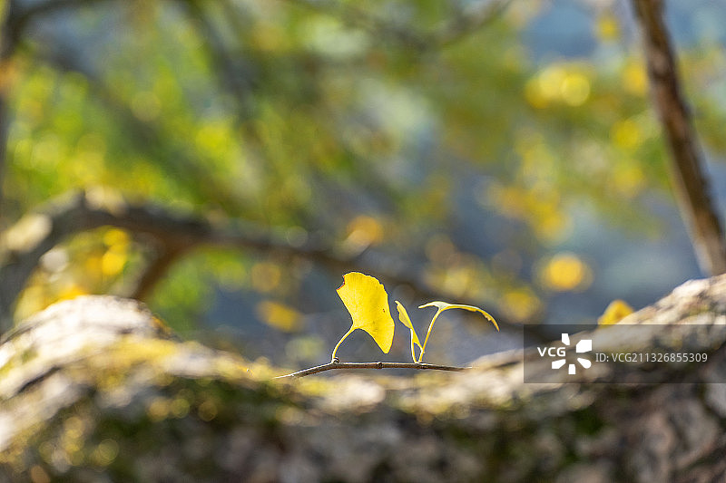 秋天黄色的银杏叶图片素材
