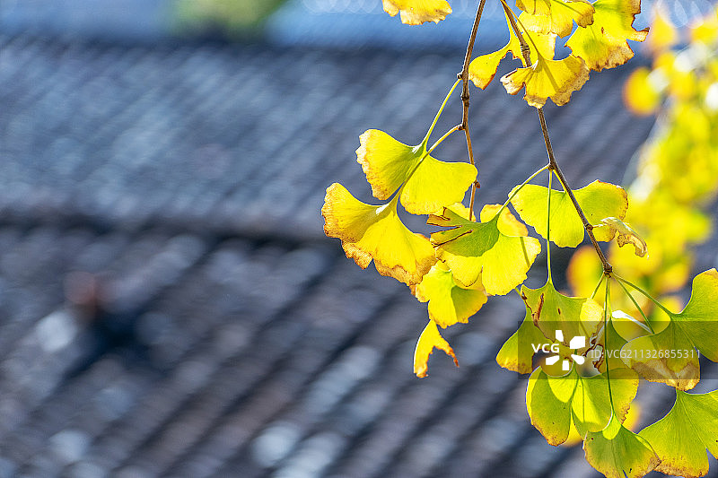 秋天黄色的银杏叶图片素材