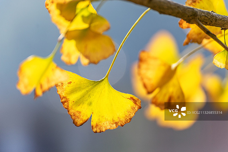 秋天黄色的银杏叶图片素材