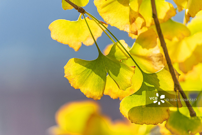 秋天黄色的银杏叶图片素材
