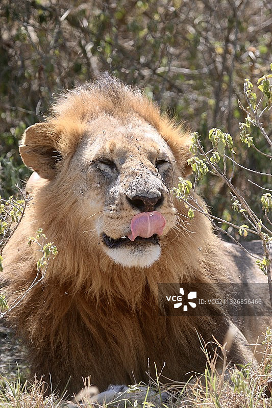 肯尼亚纳库鲁，吃草的狮子特写图片素材