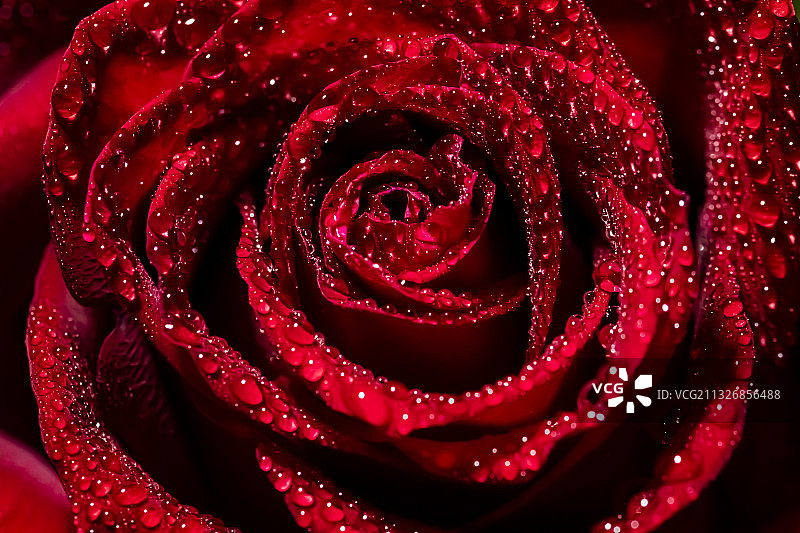 湿红玫瑰特写图片素材