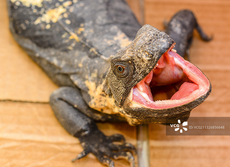 科利马，墨西哥，木头上鬣蜥特写图片素材