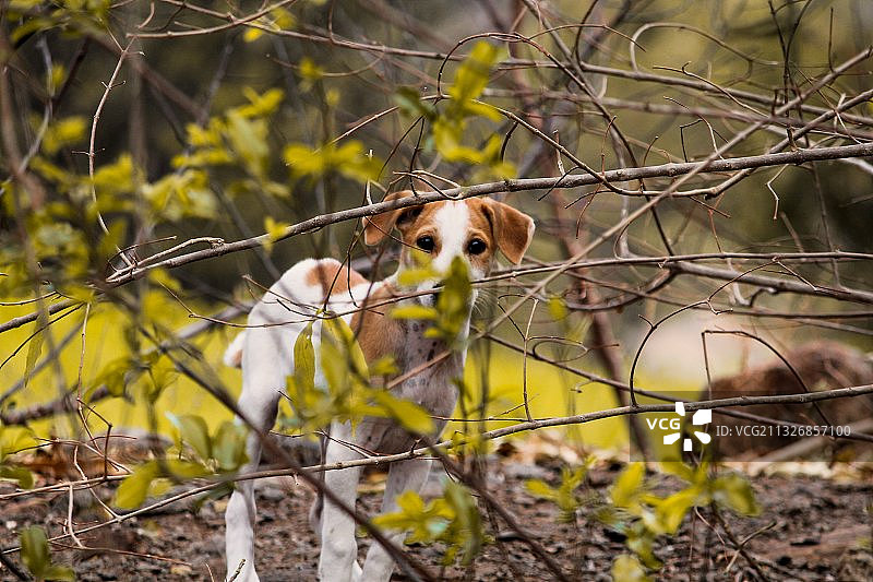 树上的纯种犬肖像图片素材