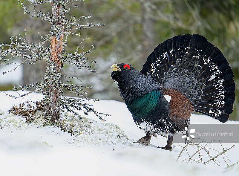 芬兰埃乌拉约基田野上栖息的松鸡特写图片素材