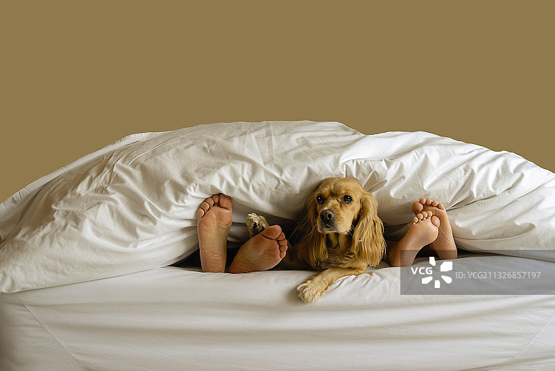 男人和可卡犬躺在墨西哥科利马的床上图片素材