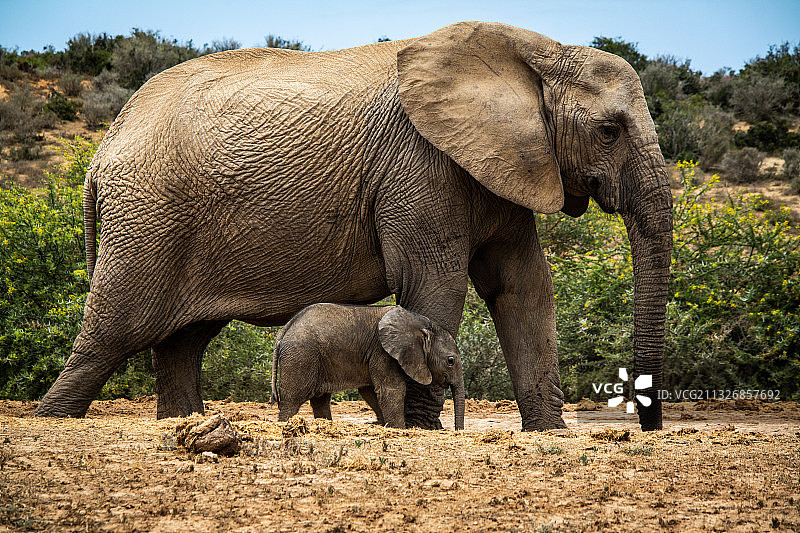 非洲象，南非阿多大象国家公园图片素材