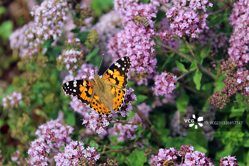 蝴蝶在紫色花朵上授粉特写，捷克共和国图片素材