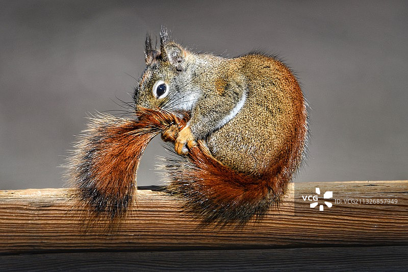 木头上灰色松鼠的特写图片素材