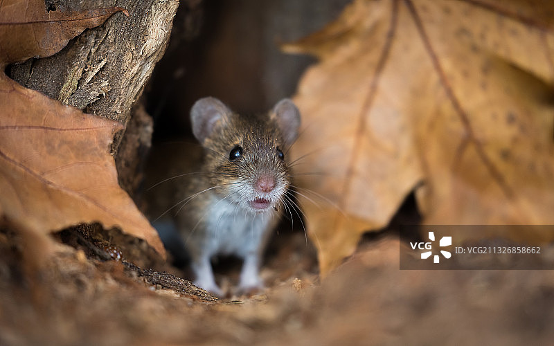 圣彼得堡树干上的小家鼠特写图片素材