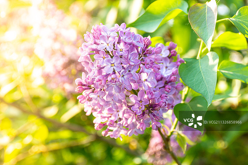 特写的粉红色开花植物图片素材