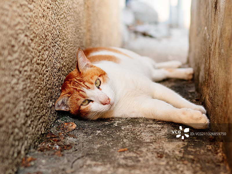 在香港睡觉的猫特写图片素材