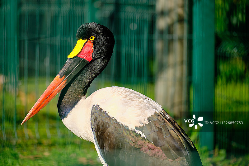 户外栖息的鞍嘴鹳特写图片素材