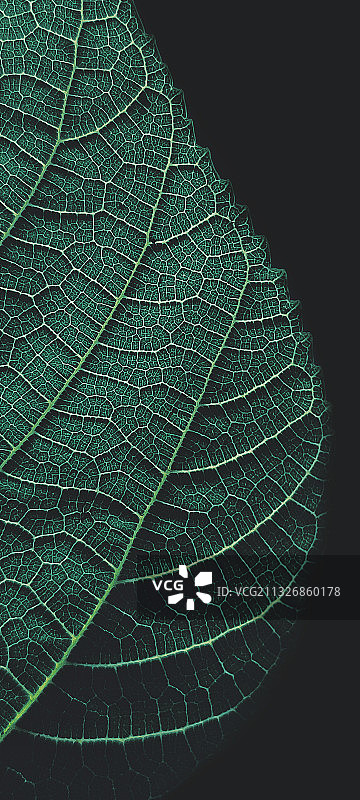 黑色背景下的叶子特写图片素材