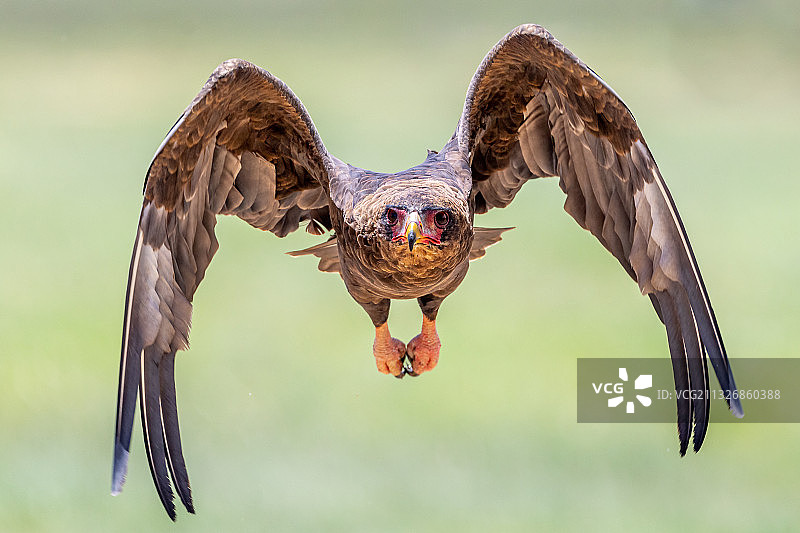 卡拉哈迪沙漠雄鹰栖息在树枝上的特写图片素材