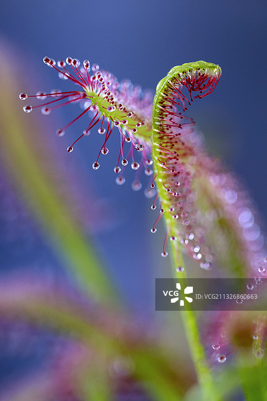 波兰湿润的紫色花朵特写图片素材