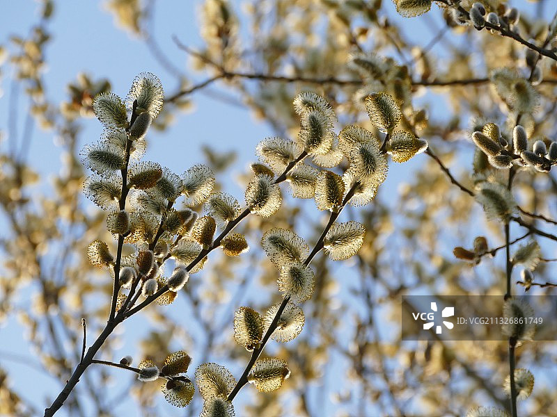 低角度的开花植物对天空图片素材