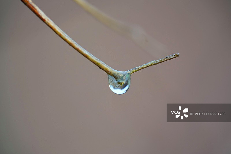 树枝上的水滴特写图片素材