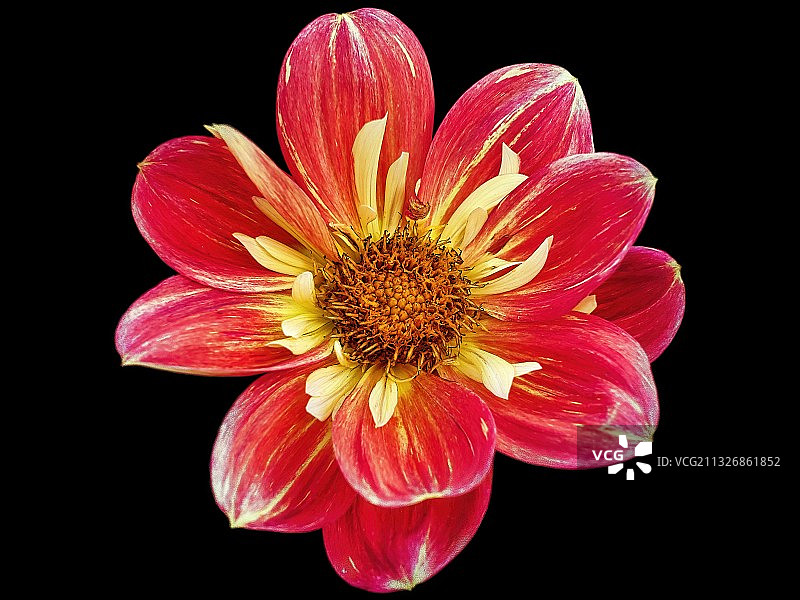 黑色背景下的花朵特写，德国图片素材