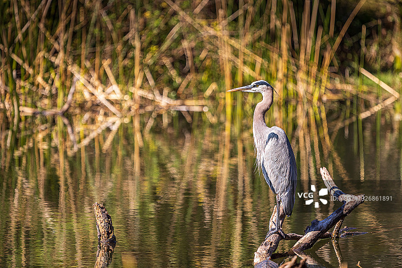 幼年三色鹭图片素材