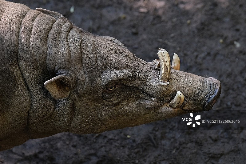 水牛特写图片素材