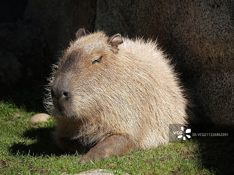 田野上的水豚特写图片素材