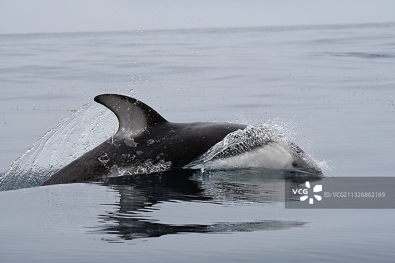 加利福尼亚州海中游泳的海豚俯视照片图片素材