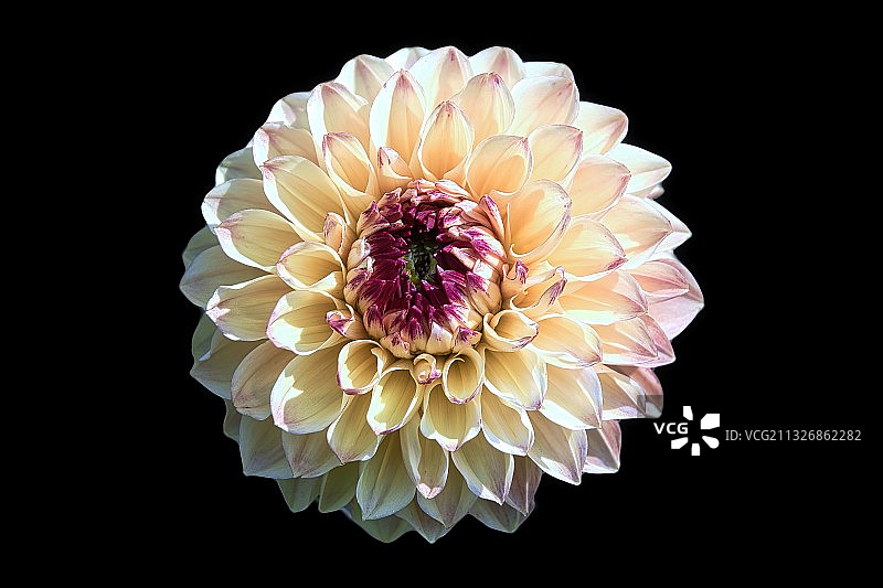 黑色背景下大丽花的特写，德国图片素材