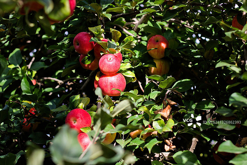 南达科他州树上生长的苹果特写图片素材