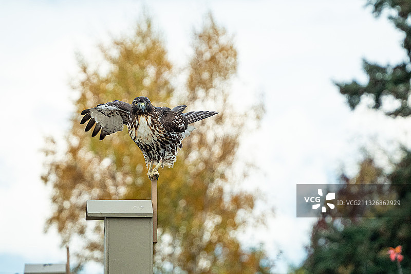 仰视视角下，猛禽栖息在杆子上，不列颠哥伦比亚省，加拿大图片素材
