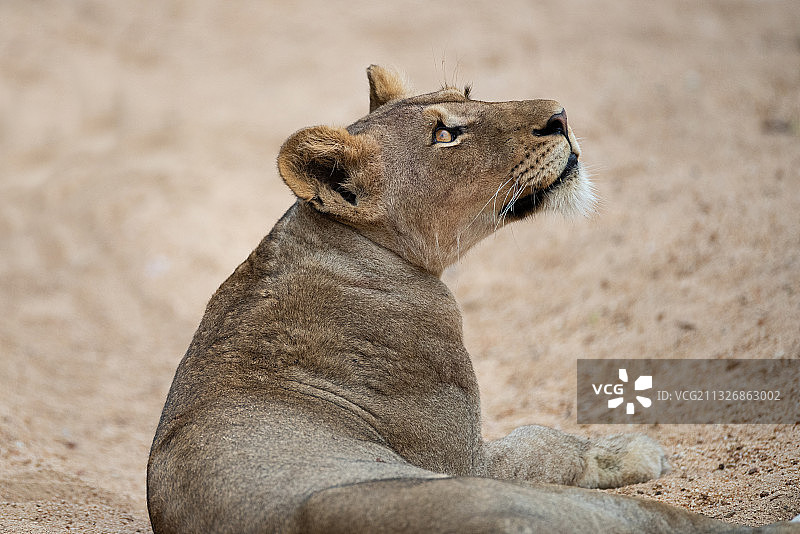 南非，母狮在草地上放松身姿特写图片素材