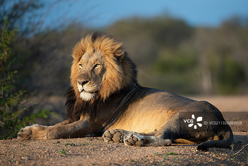 休息中的母狮图片素材