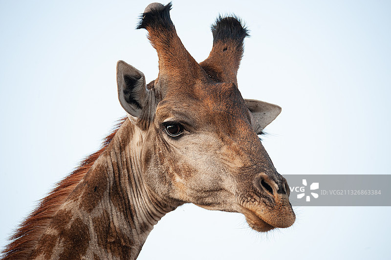 南非晴空下的长颈鹿特写图片素材