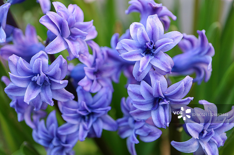 塞尔维亚雅戈丁那的紫色开花植物特写图片素材