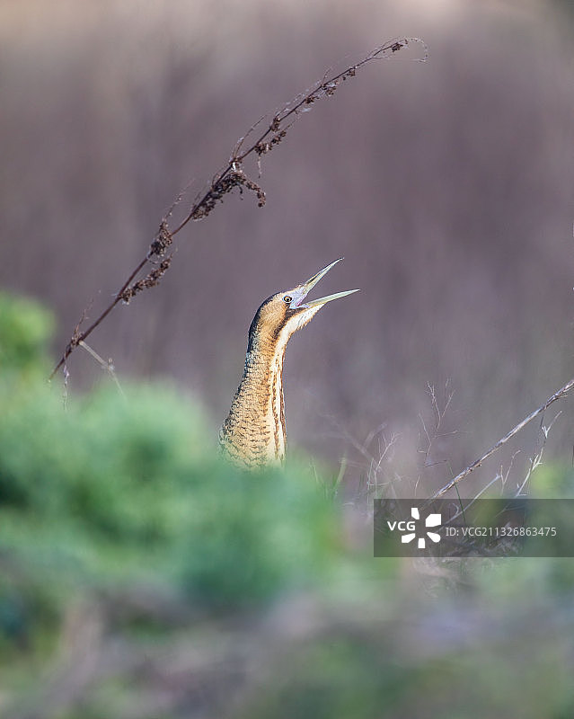 希腊户外飞翔的苍鹭特写图片素材
