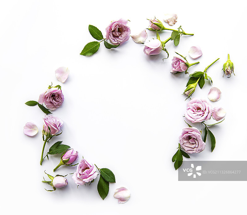 白色背景花朵特写图片素材