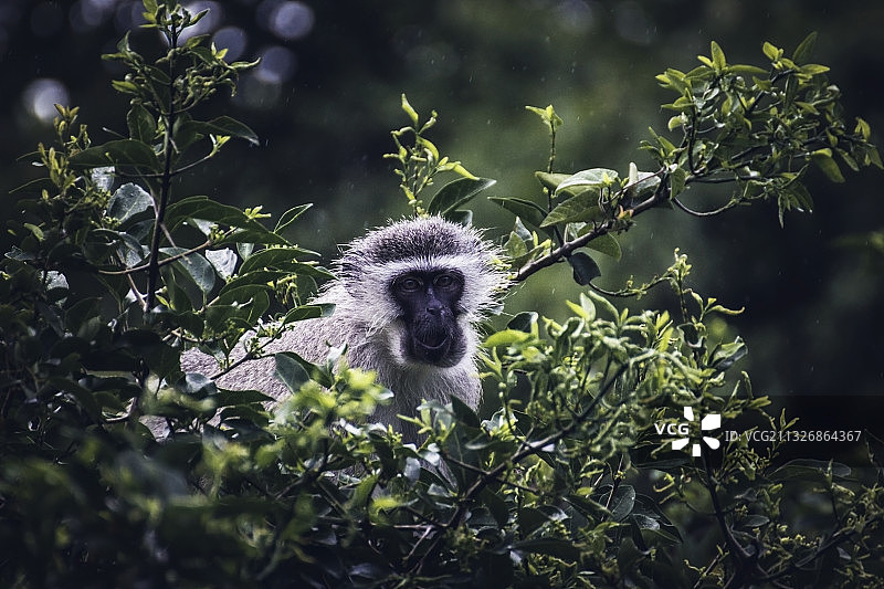 坐在树上的长尾猴肖像，南非伊西曼加利索湿地公园图片素材