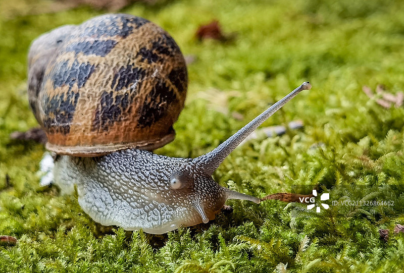 草地上的蜗牛特写图片素材