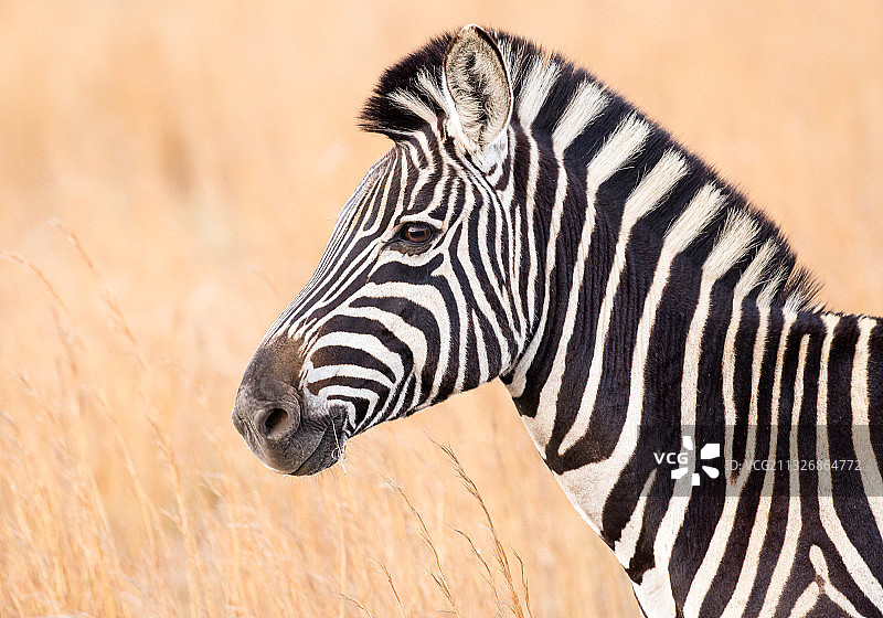 原野上细纹斑马的侧面图图片素材