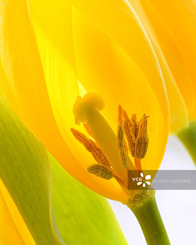 黄色开花植物特写图片素材