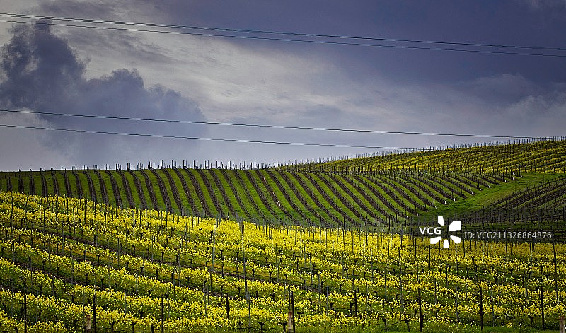 美国加利福尼亚州索诺玛县的田园风光图片素材