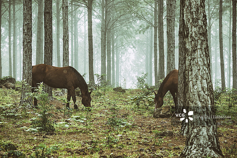 阿根廷米西奥内斯塞罗阿苏尔森林中吃草的马群图片素材
