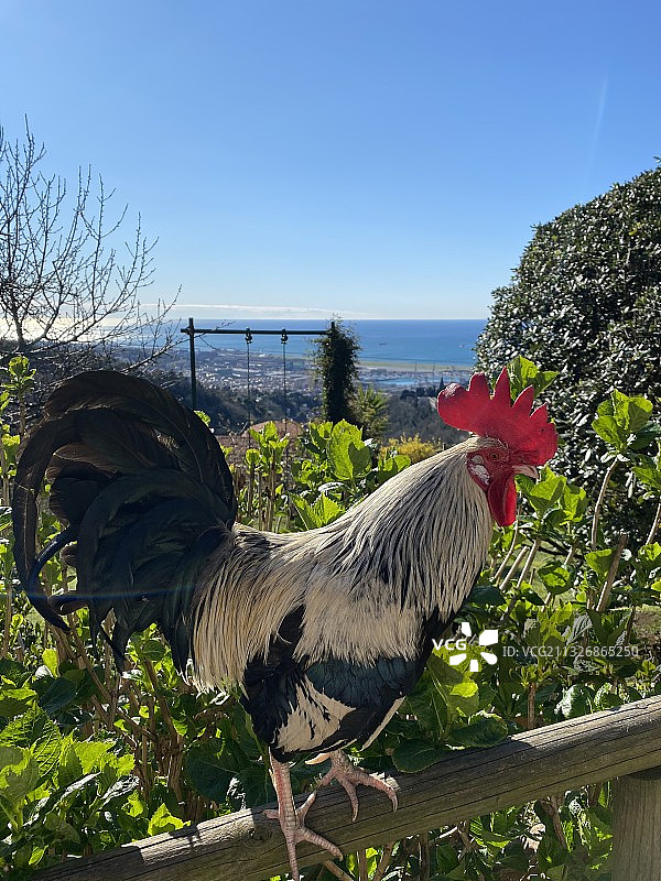 晴空下田野里的公鸡特写图片素材
