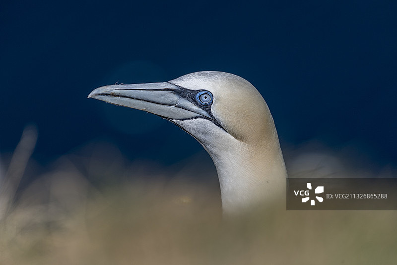 塘鹅特写，美国阿拉巴马州塔斯卡卢萨图片素材