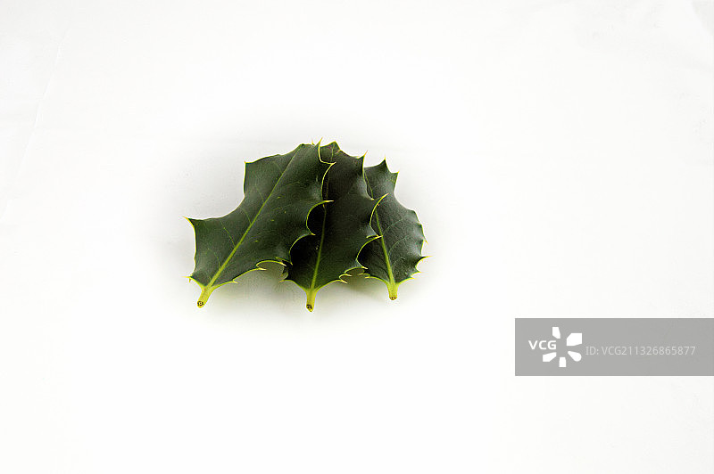 白色背景下的叶类蔬菜特写图片素材