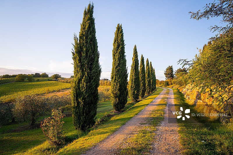 意大利比萨省田野树木全景照片图片素材