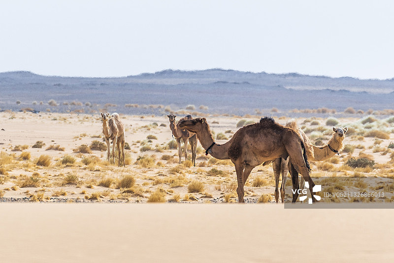 单峰骆驼在沙漠中行走的侧视图，阿尔及利亚塔曼拉塞特图片素材