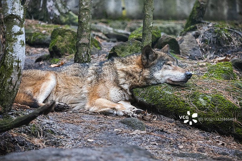 在森林里睡觉的灰狼图片素材