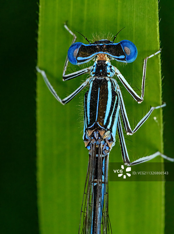乌克兰外喀尔巴阡州叶子上的昆虫特写图片素材